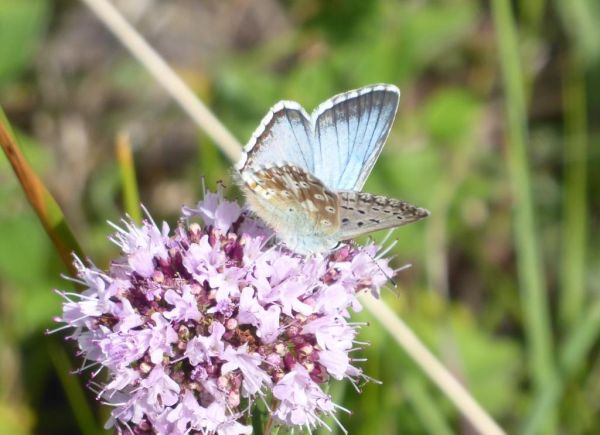 Chalkhill blue